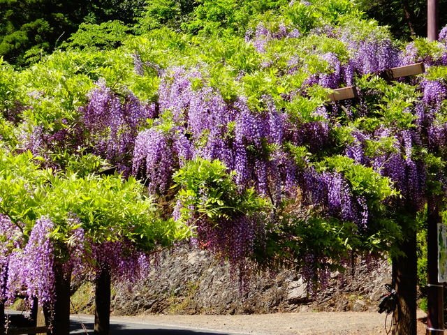 🌸 사이노카미 등나무(사이노카미노후지) 이미지 1